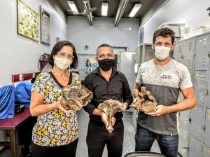 Itaboraí recebe fósseis de preguiça-gigante para exposição no Parque Paleontológico (1)