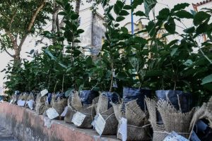 'Blitz Ambiental' distribui mais de 500 mudas para população de Itaboraí