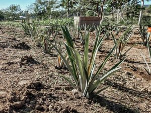 Depois da soja, Itaboraí inicia experimento de plantio de abacaxi Pérola (2)