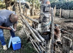 Itaboraí bate novo recorde de vacinação contra a febre aftosa (2)
