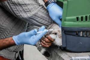 Cães e gatos começam a ser vacinados contra raiva em Itaboraí