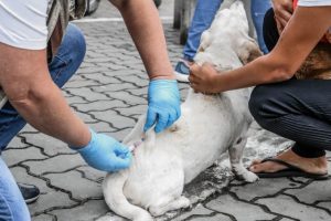 cão