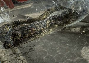 Filhote de jacaré, cachorro-do-mato e coruja são resgatados no município (2)