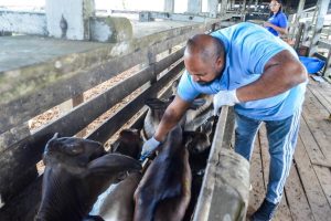 Itaboraí registra novo recorde na segunda fase da vacinação contra Febre Aftosa (1)
