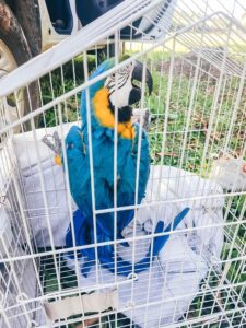 Mais de 20 animais silvestres resgatados desde janeiro de 2023 (2)