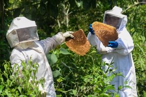 Secretaria Municipal de Agricultura disponibiliza retirada de abelhas