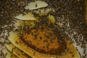 Secretaria Municipal de Agricultura disponibiliza retirada de abelhas (2)