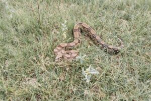 GEPAM resgata jiboia de mais de 2 metros e cobra d´agua em Itaboraí (2)